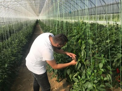 savjeti za proizvodnju povrca u plasteniku