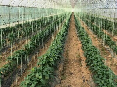 savjeti za proizvodnju povrca u plasteniku