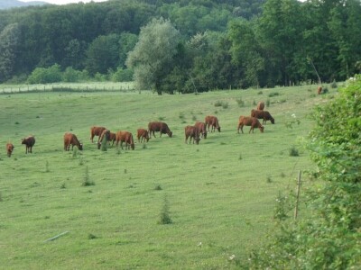 Savjetovanje krava-tele