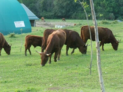 Savjetovanje krava-tele