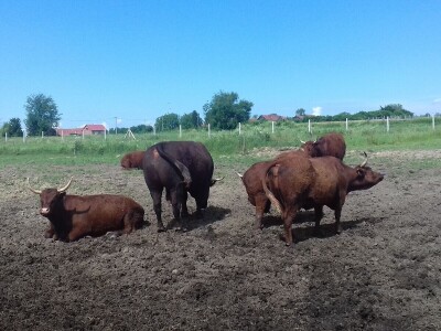 Savjetovanje krava-tele