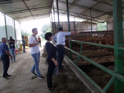 Savjetovanje krava-tele