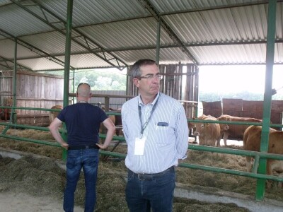 Savjetovanje krava-tele