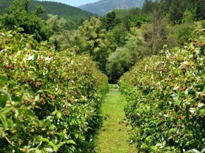 Savjetovanje malinara u Višegradu Savjetovanje malinara u Višegradu