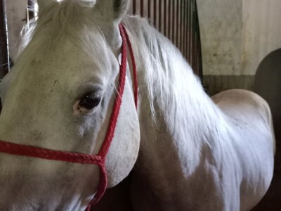 Savjetovanje uzgajivača konja Savjetovanje uzgajivača konja
