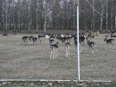 Uzgajalište divljači