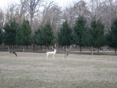 Uzgajalište divljači