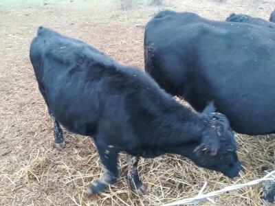 Savo Ugren uzgajivač angusa: Dobra isplativost, tržište neograničeno