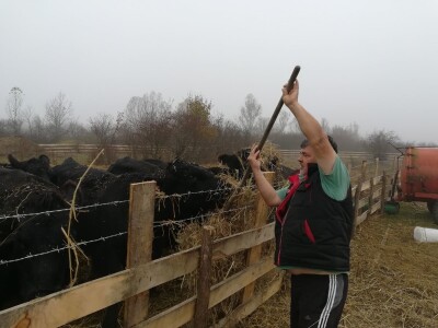Savo Ugren uzgajivač angusa: Dobra isplativost, tržište neograničeno