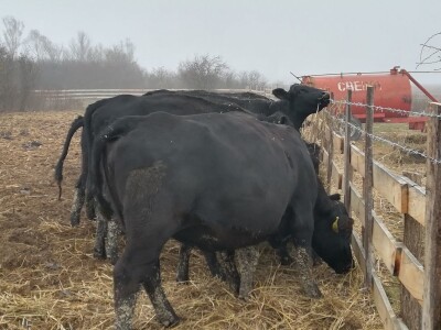 Savo Ugren uzgajivač angusa: Dobra isplativost, tržište neograničeno