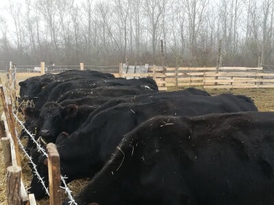 Savo Ugren uzgajivač angusa: Dobra isplativost, tržište neograničeno