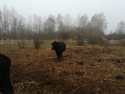 Savo Ugren uzgajivač angusa: Dobra isplativost, tržište neograničeno