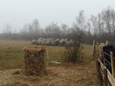 Savo Ugren uzgajivač angusa: Dobra isplativost, tržište neograničeno