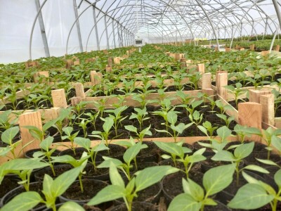 Savremeni plastenik sa automatskim upravljanjem Savremeni plastenik sa automatskim upravljanjem