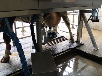 Savremeni robot od sada muze na farmi u kojoj je domaćin u papučama