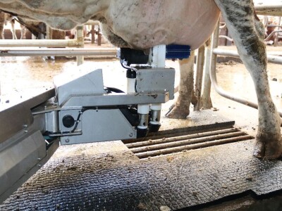 Savremeni robot od sada muze na farmi u kojoj je domaćin u papučama