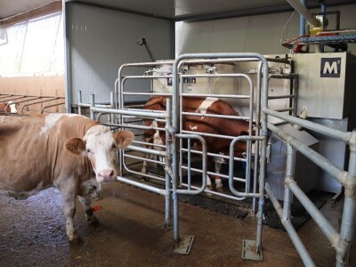 Savremeni robot od sada muze na farmi u kojoj je domaćin u papučama