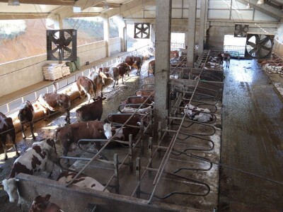 Savremeni robot od sada muze na farmi u kojoj je domaćin u papučama