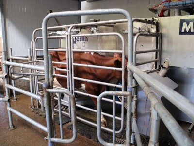 Savremeni robot od sada muze na farmi u kojoj je domaćin u papučama