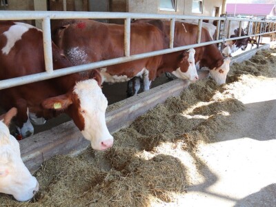 Savremeni robot od sada muze na farmi u kojoj je domaćin u papučama