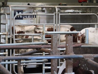 Savremeni robot od sada muze na farmi u kojoj je domaćin u papučama