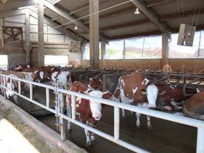 Savremeni robot od sada muze na farmi u kojoj je domaćin u papučama