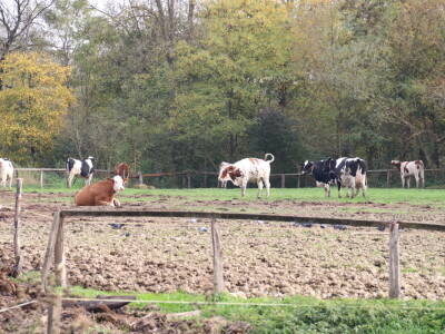 Savremeni sistem hlađenja na farmi "Babić"