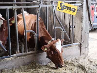 Savremeni sistem hlađenja na farmi "Babić"