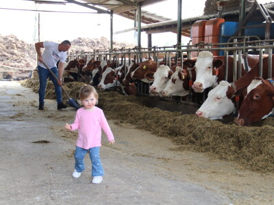 Savremeni sistem hlađenja na farmi "Babić"