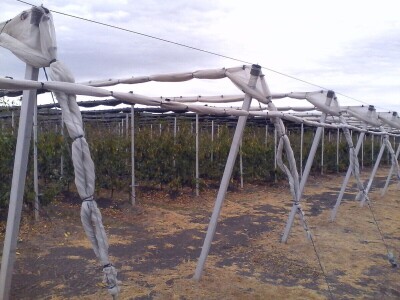 Savremeni voćnjak Delta Agrara