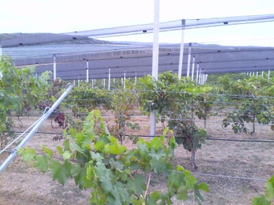 Savremeni voćnjak Delta Agrara