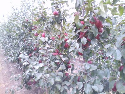 Savremeni voćnjak Delta Agrara