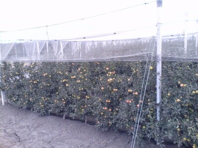 Savremeni voćnjak Delta Agrara