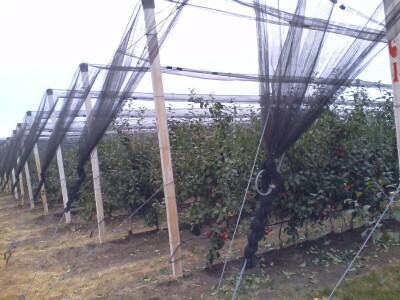 Savremeni voćnjak Delta Agrara