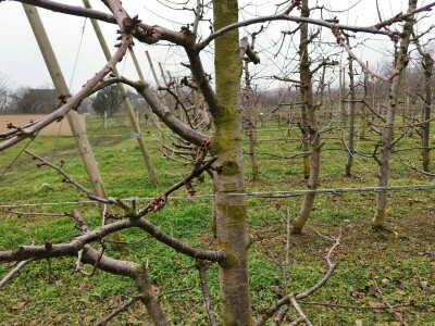 Savremeno voćarstvo budućnost Savremeno voćarstvo budućnost