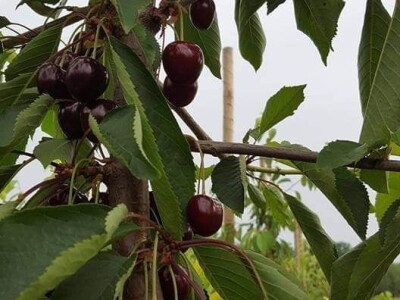 Savremeno voćarstvo budućnost Savremeno voćarstvo budućnost