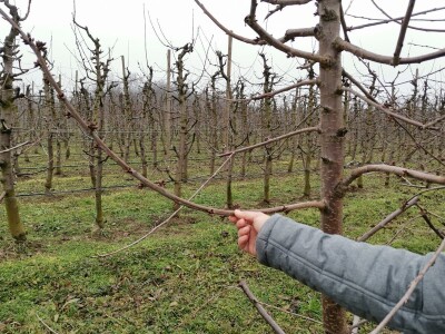 Savremeno voćarstvo budućnost Savremeno voćarstvo budućnost