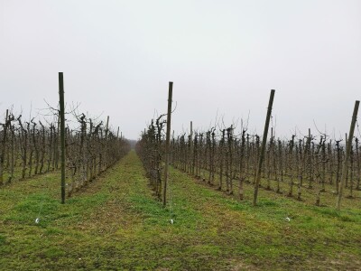 Savremeno voćarstvo budućnost Savremeno voćarstvo budućnost