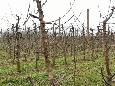 Savremeno voćarstvo budućnost Savremeno voćarstvo budućnost