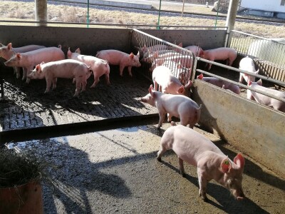 Schaumann - putovanje u Austriju