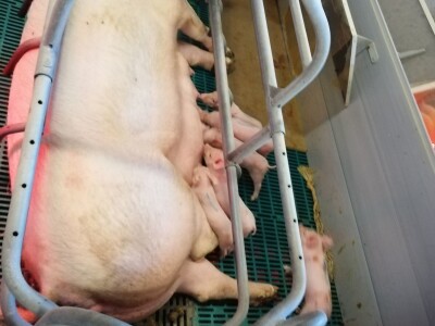 Schaumann - putovanje u Austriju