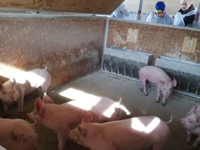 Schaumann - putovanje u Austriju