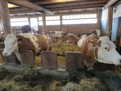 Schaumann - putovanje u Austriju