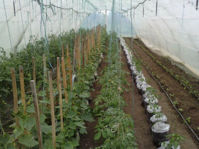 sadikovic5 sadikovic5