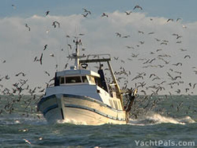 SCARYBIRD - Efikasno i na moru protiv galebova