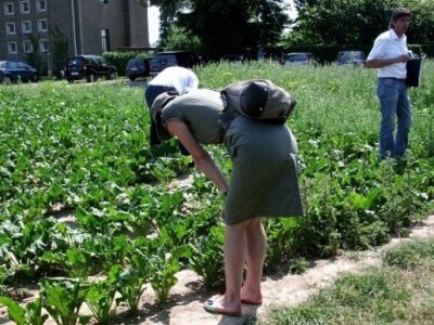 Polje šećerne repe