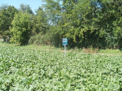 šećerna repa šećerna repa