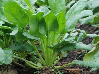 šećerna repa šećerna repa