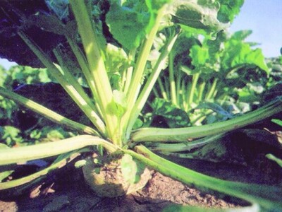 šećerna repa šećerna repa