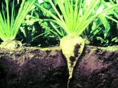 šećerna repa šećerna repa